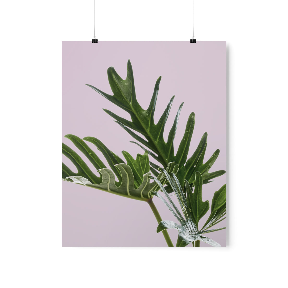 Philodendron Pink Poster