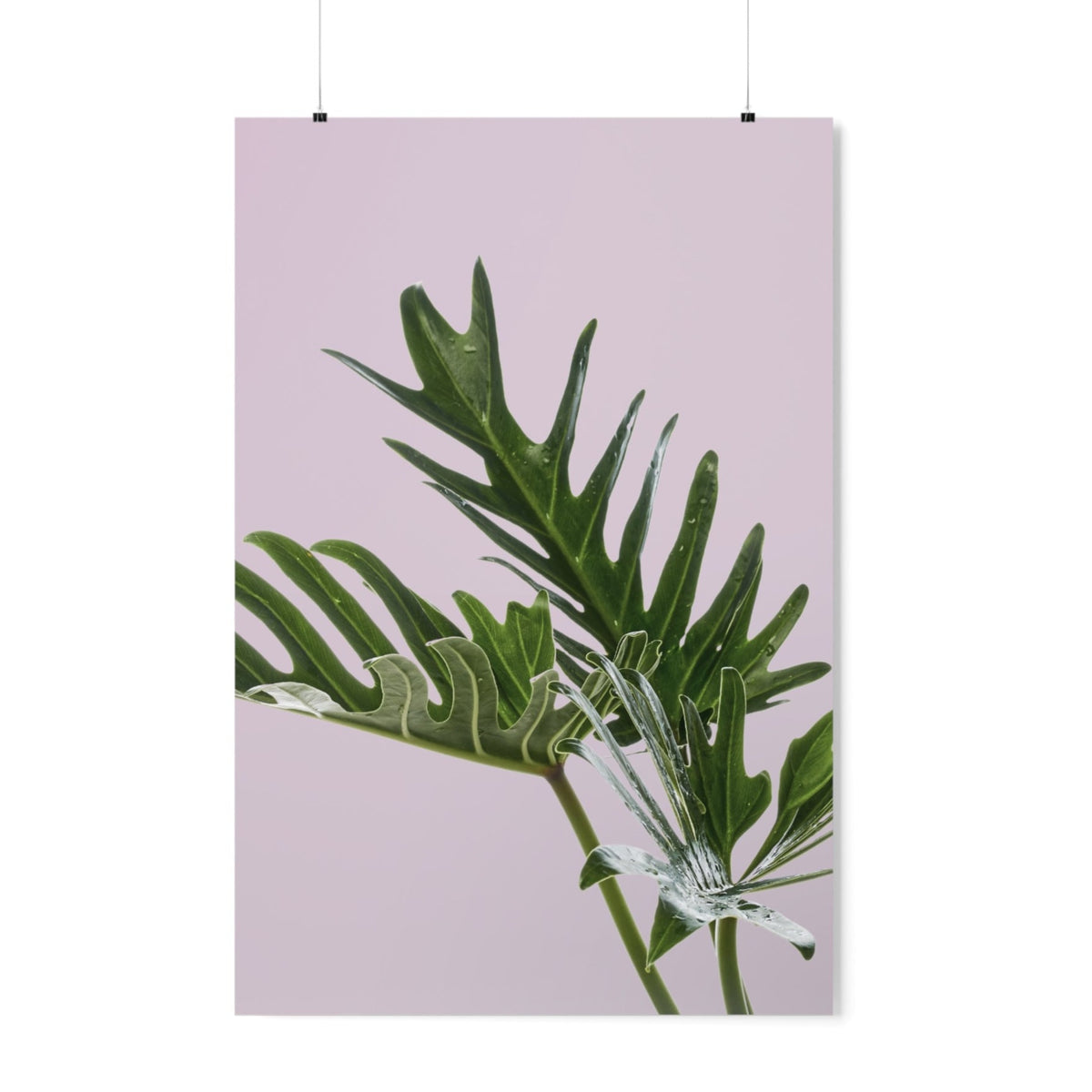 Philodendron Pink Poster