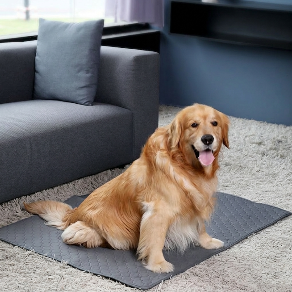 ChillOut Pet Adventure 3 PCS Set