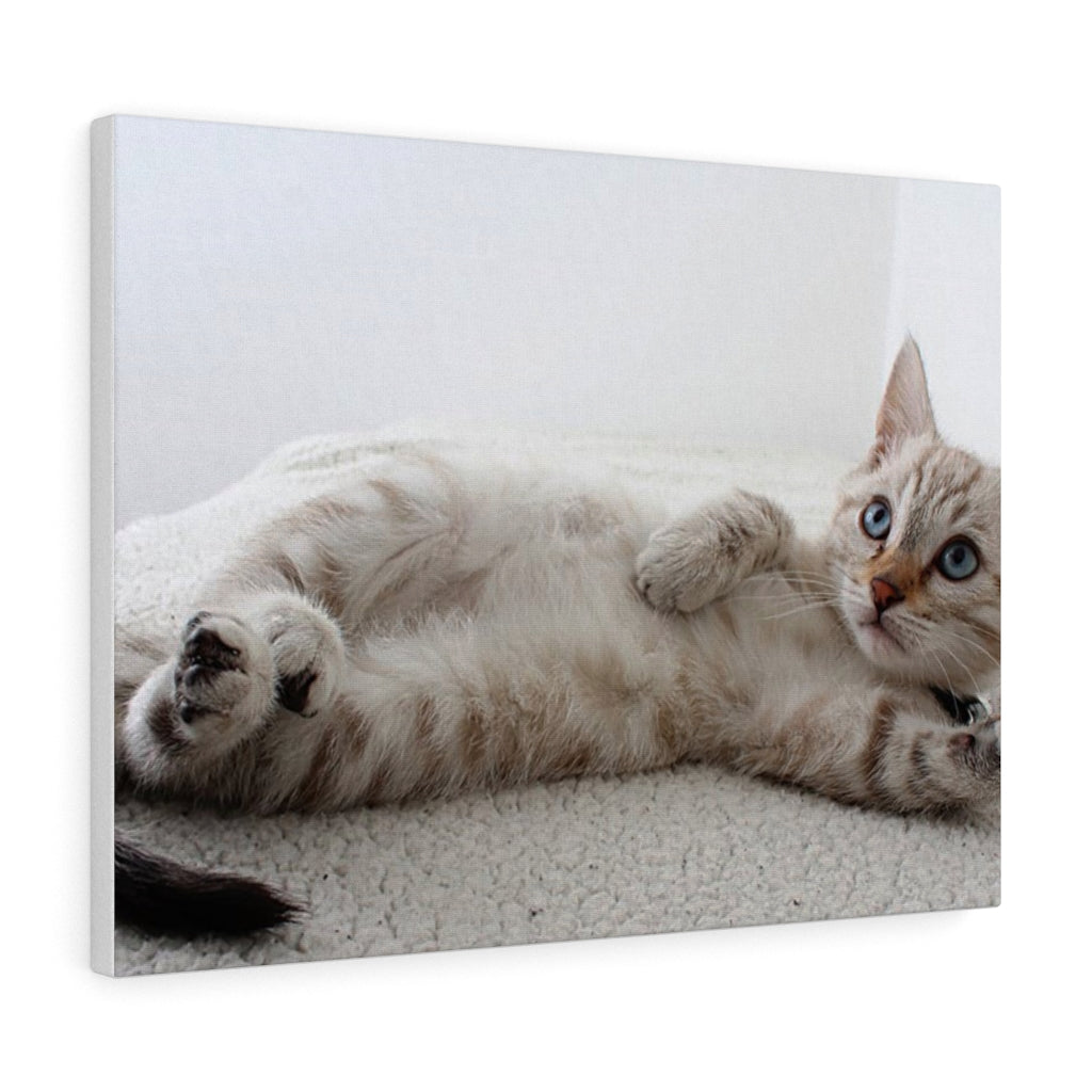 Adorable Cat Canvas Gallery Wall Art