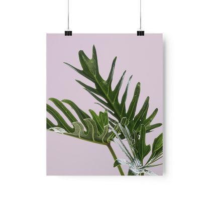 Philodendron Pink Poster