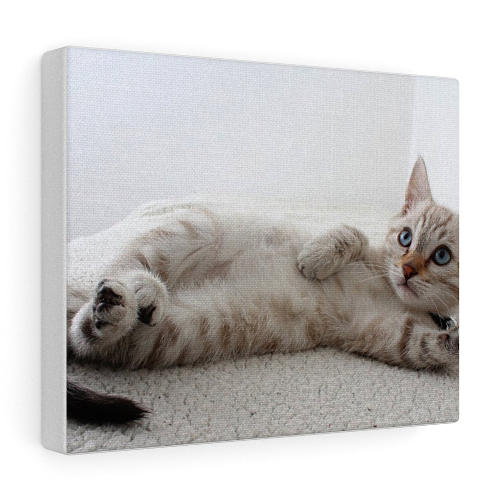 Adorable Cat Canvas Gallery Wall Art