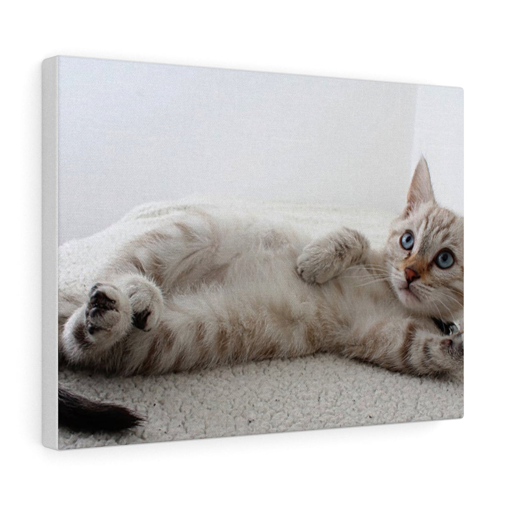 Adorable Cat Canvas Gallery Wall Art