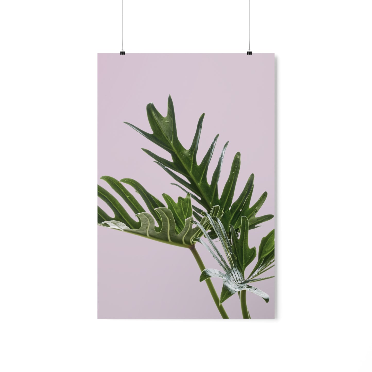 Philodendron Pink Poster